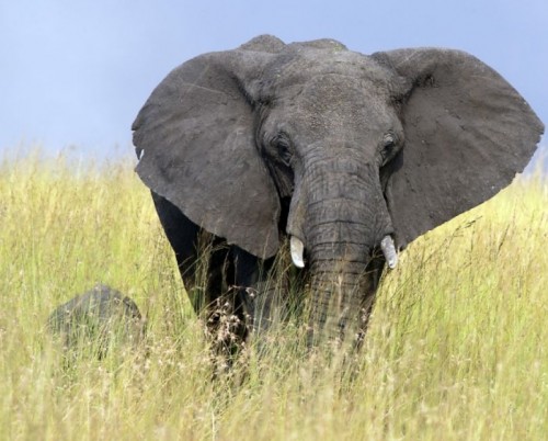 Lamai Serengeti