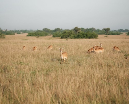 Bush Lodge