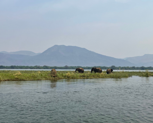 Kiambi Canoeing Safaris