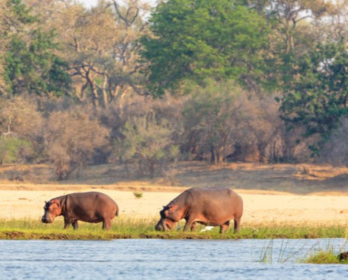 Kiambi Canoeing Safaris