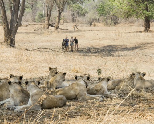 Mwamba Camp