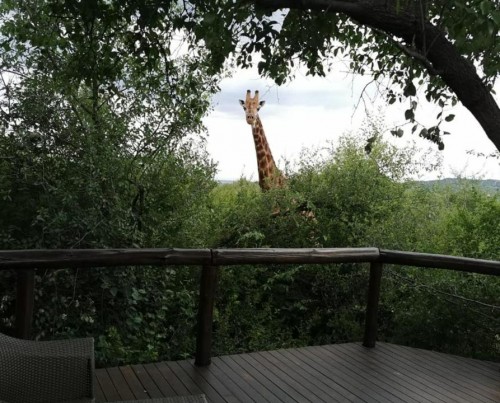 Motswiri Private Safari Lodge