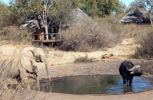 Motswiri Private Safari Lodge