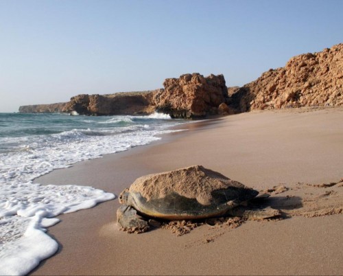 Ras Al Jinz Turtle Reserve