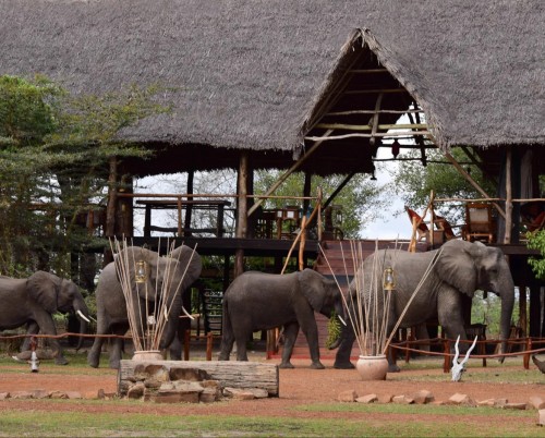 Selous Impala Camp