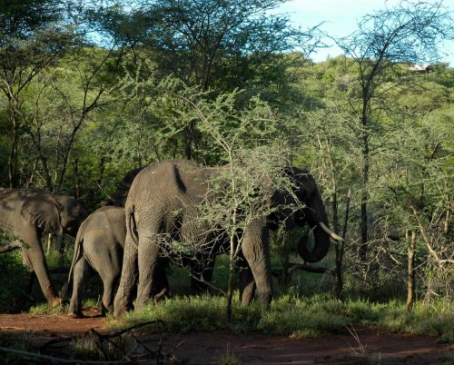 Serena Kirawira Camp