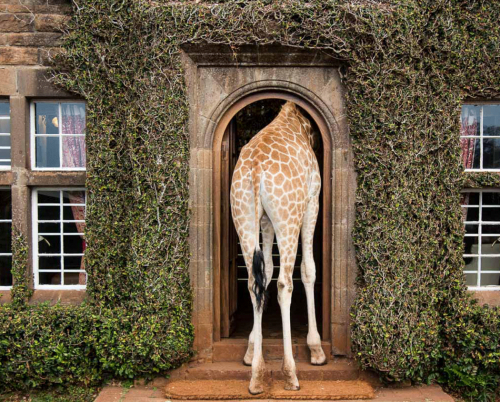 Giraffe Manor