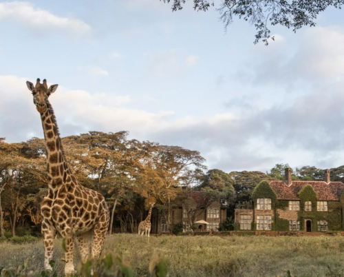 Giraffe Manor