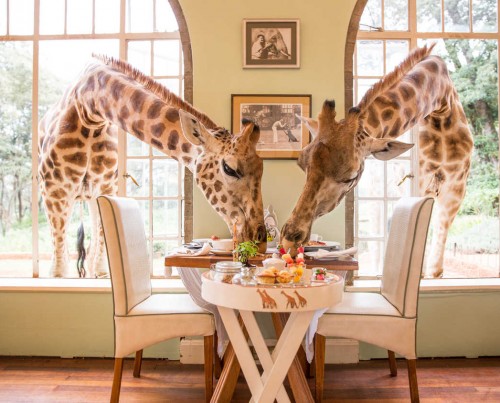 Giraffe Manor