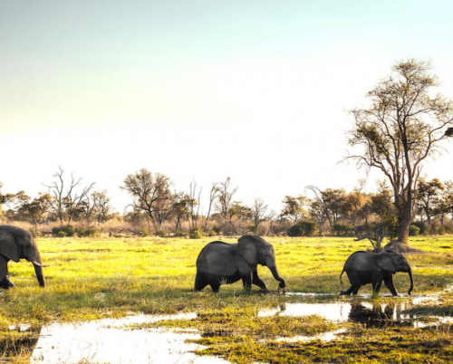 North Island Okavango