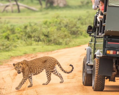 Leopard Trails Yala