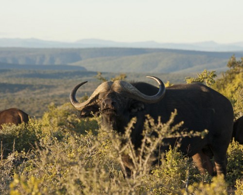 Kwandwe Great Fish River Lodge