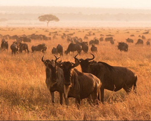 Serengeti Safari Camp