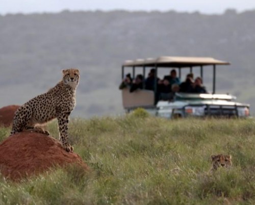 Amakhala Safari Lodge