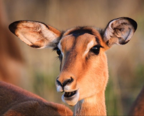 Bushways Mobile Safari - Chobe Floodplain, Northern Chobe National Park
