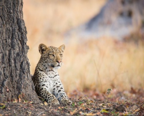 Bushways Mobile Safari - Savuti, Southern Chobe National Park