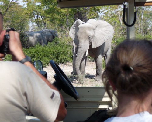 Bushways Mobile Safari - Moremi Game Reserve