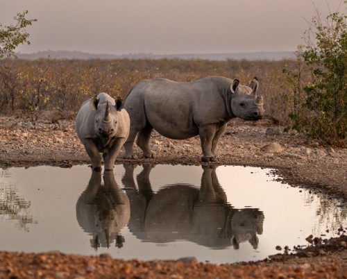 Ongava Lodge