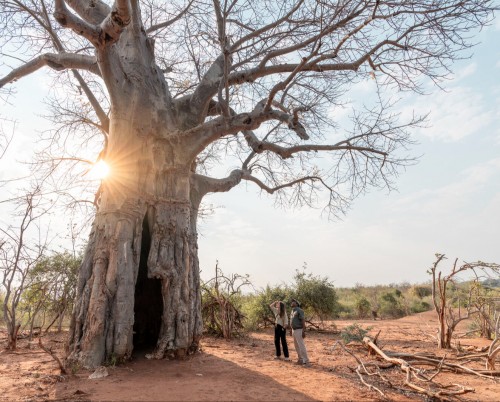 Sausage Tree Camp