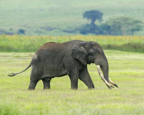 Entamanu