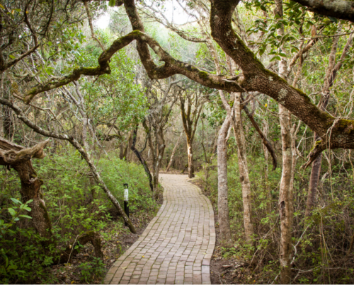 Grootbos Private Reserve