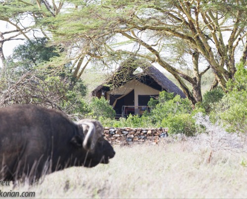 Ekorian's Mugie Camp