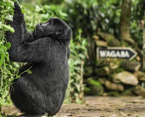 Bwindi Lodge