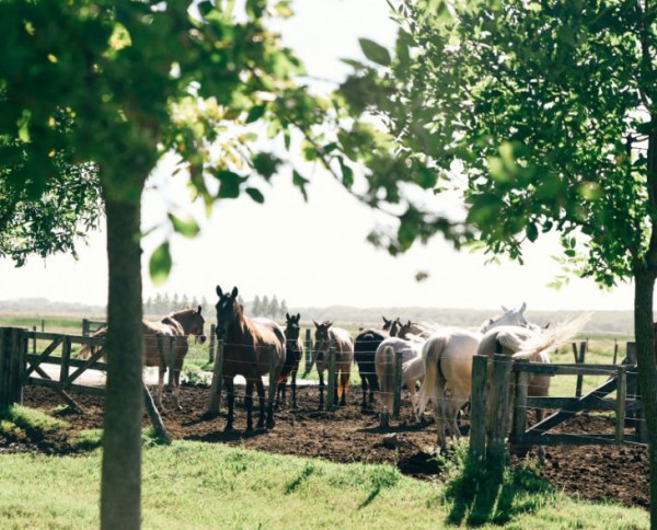 Estancia la Bamba de Areco