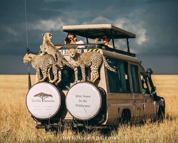 Tarangire Tortilis Camp