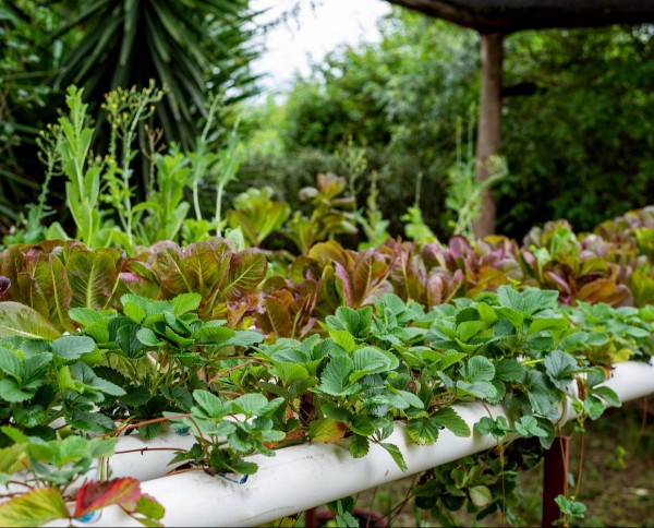 Elephant Plains Lodge